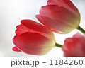 チューリップ 1184260