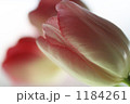 チューリップ 1184261