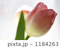 チューリップ 1184263