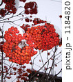 雪の中のピラカンサ 1184820