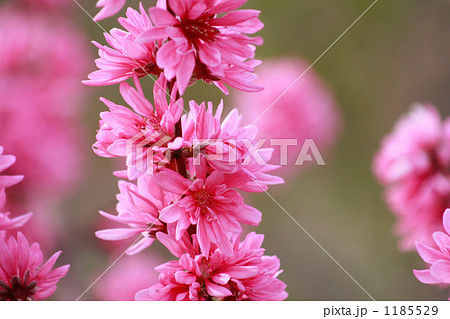 可愛い菊桃 可愛い菊桃 1185529
