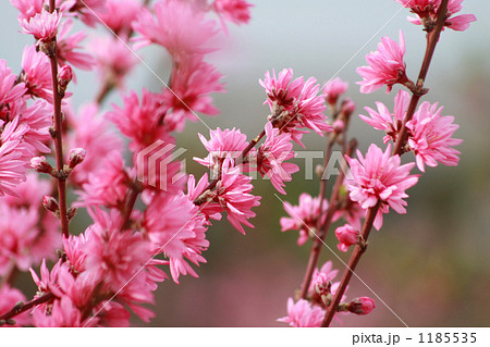 可愛い菊桃 可愛い菊桃 1185535