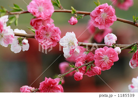 可愛い源平の花桃 可愛い源平の花桃 1185539