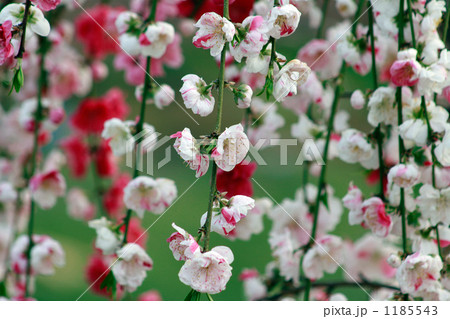 可愛い源平枝垂れの花桃 可愛い源平枝垂れの花桃 1185543