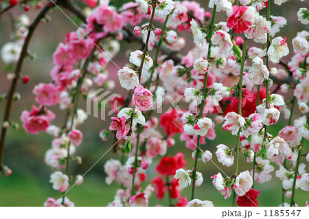 可愛い源平枝垂れの花桃の写真素材