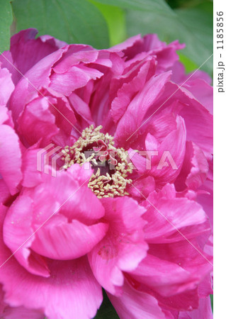 寒牡丹寒紫の量感ある花びらと花心 寒牡丹寒紫の量感ある花びらと花心 1185856