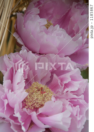 寒牡丹の美しいグラデーション 1185867