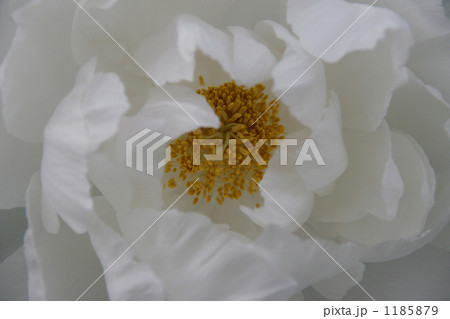 寒牡丹白雪の白俯瞰 1185879