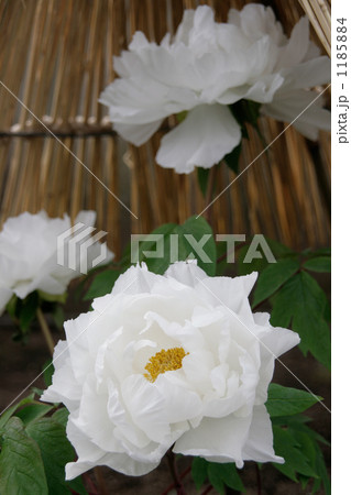 藁囲いの寒牡丹白雪 1185884