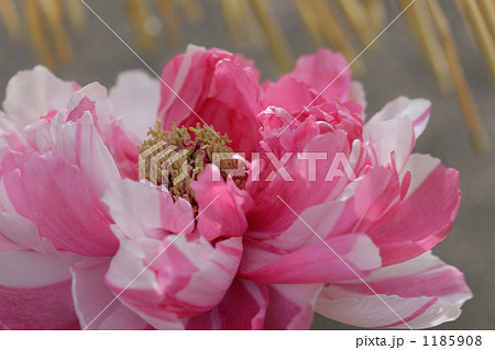 二色の花びらの大輪冬牡丹 1185908