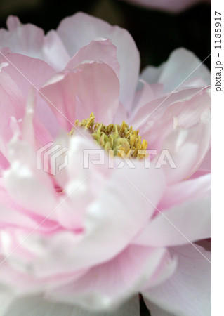 寒牡丹の美しいベビーピンクの花びら 寒牡丹の美しいベビーピンクの花びら 1185917