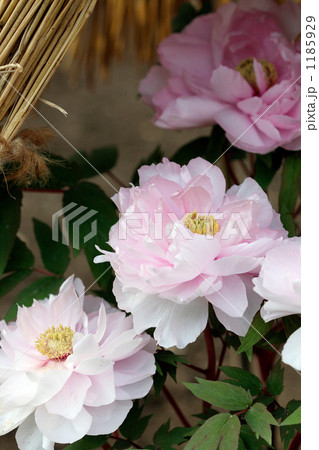 美しいベビーピンクの寒牡丹八千代 1185929