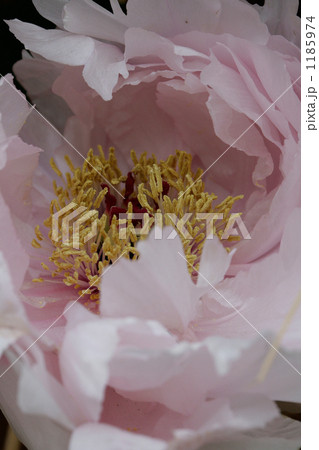 寒牡丹寒八重の淡いピンクの花びら 1185974