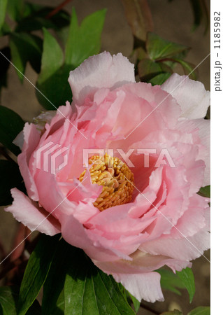 寒牡丹花遊の美しいピンクの花 1185982