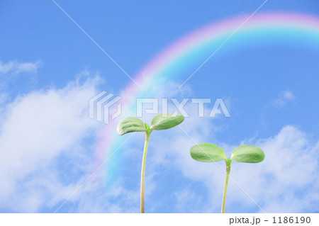双葉と虹 1186190