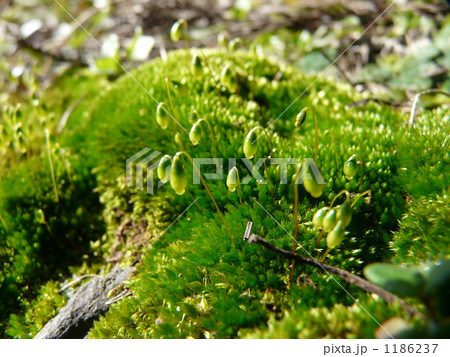 緑の外灯２ 1186237