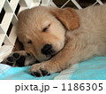 ゴールデンレトリバーの子犬 (寝顔） No,1 1186305