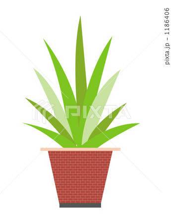 20100301_観葉植物 20100301_観葉植物 1186406