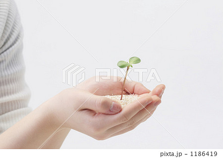 手と双葉 1186419