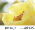 秘めた思い(金花茶) 1186480