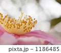 オープンマインド(ツバキ) 1186485