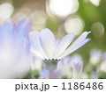ゆらめき(サイネリア) 1186486