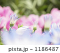 希望(サイネリア) 1186487