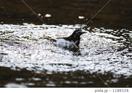 水浴びをするセグロセキレイ 1186526