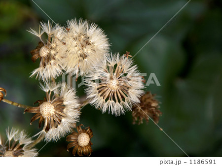 ツワブキの種子 1186591