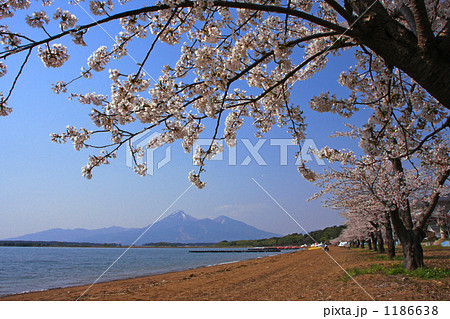 猪苗代湖と桜（志田浜） 1186638