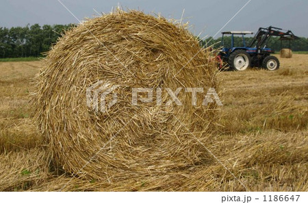 １個５００キロのロール牧草は圧巻 1186647