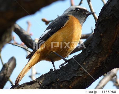 ジョウビタキ ジョウビタキ 1186988