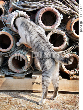 野良猫 野良猫 1187132
