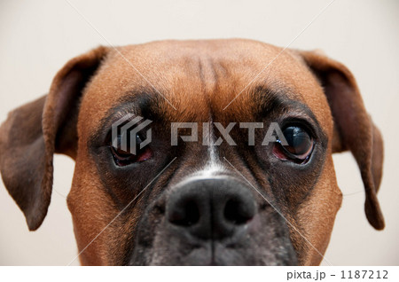 何か? 何か? 1187212