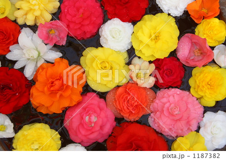 カラフル 1187382