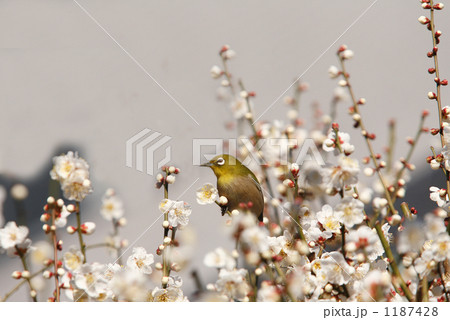 開花した白梅に止まる目白 1187428