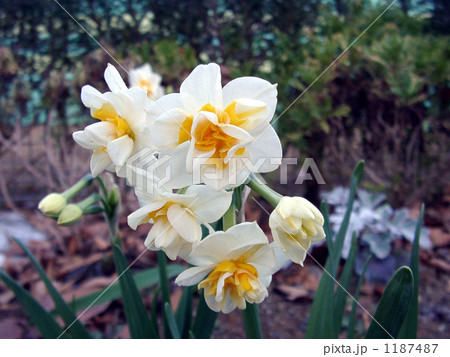 千葉にも咲いている南伊豆では群生しているノズイセン 1187487