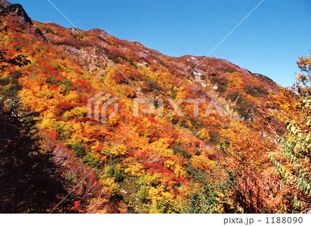 裏剣の紅葉 裏剣の紅葉 1188090