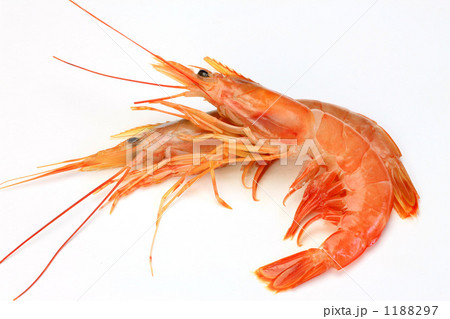 赤エビ 1188297