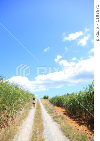 サトウキビ畑を歩く女性 サトウキビ畑を歩く女性 1188671