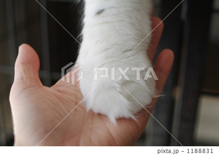 猫と人の手 1188831