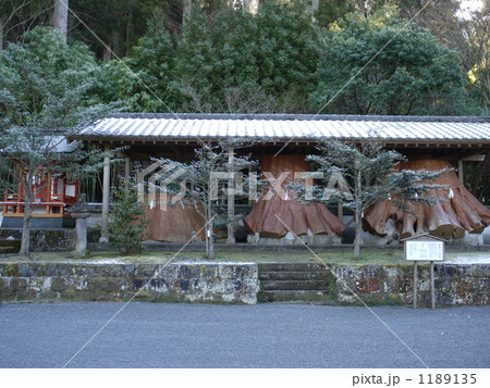 宇奈岐日女神社の御神木の切り株 1189135