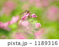 赤そばとんぼ 1189316