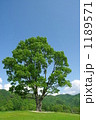 夏の丘 1189571