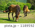 木曽馬の里にて 1189592