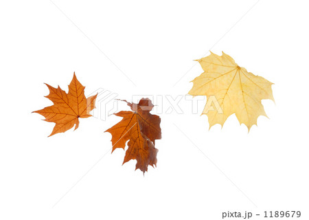 タカレナ0297 1189679