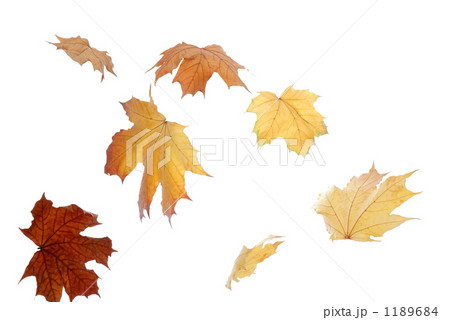 タカレナ0301 1189684