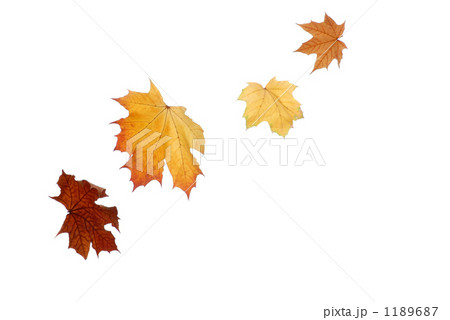 タカレナ0303 1189687