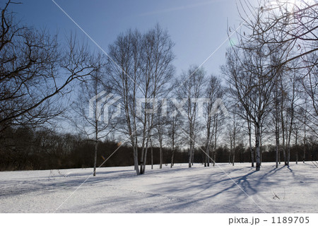 雪原　並木 1189705