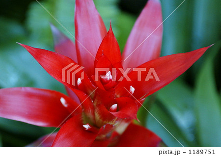 グズマニア(パイナップル科の花) 1189751